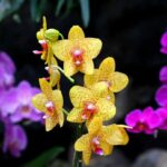 Orquideas