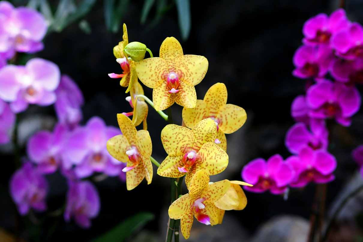 Orquídeas, familia Orchidaceae