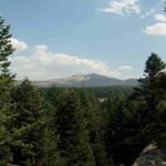 Abeto, características, hoja y fruto, tipos, diferencias con el pino abeto