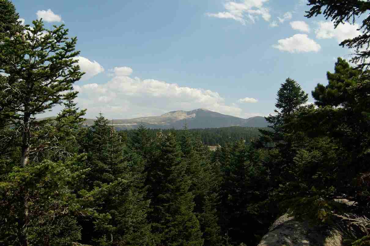 Abeto, características, hoja y fruto, tipos, diferencias con el pino