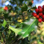 acebo-ilex-aquifolium