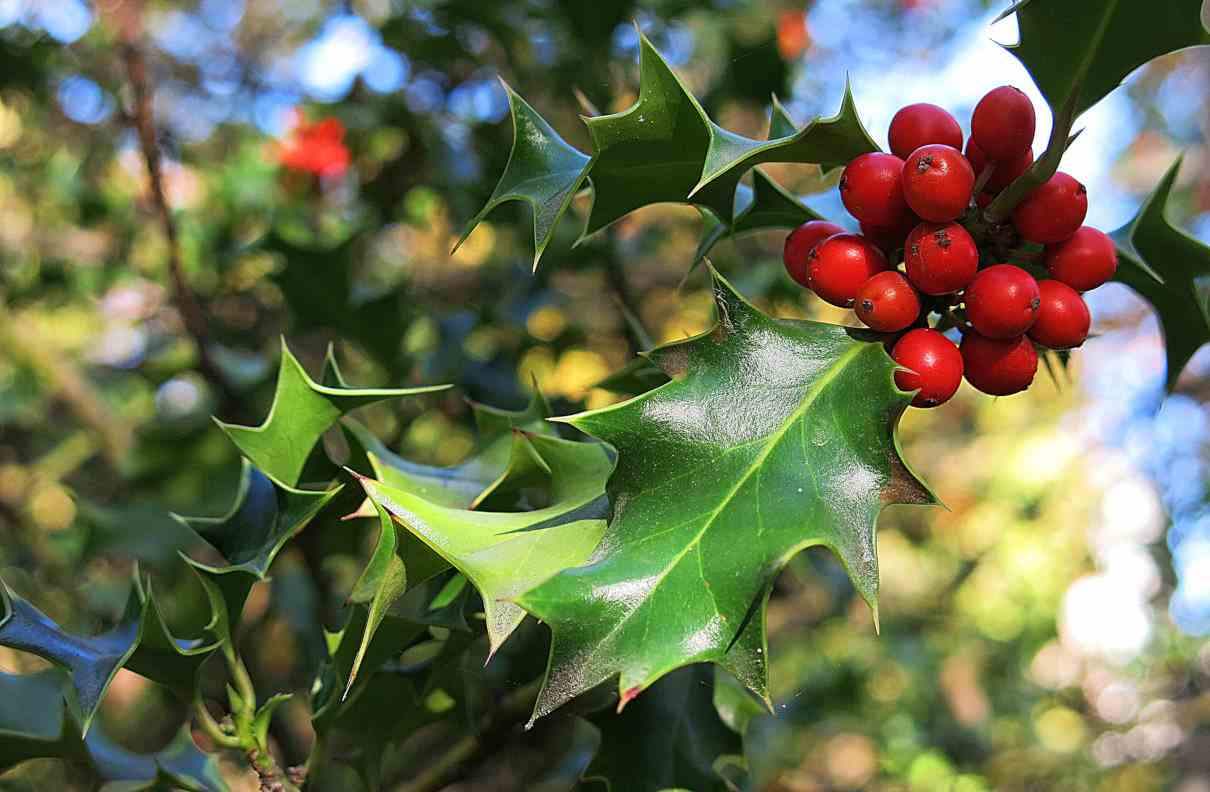 Acebo, Ilex aquifolium