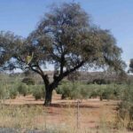 alcornoque-quercus-suber