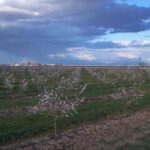 almendro-prunus-dulcis