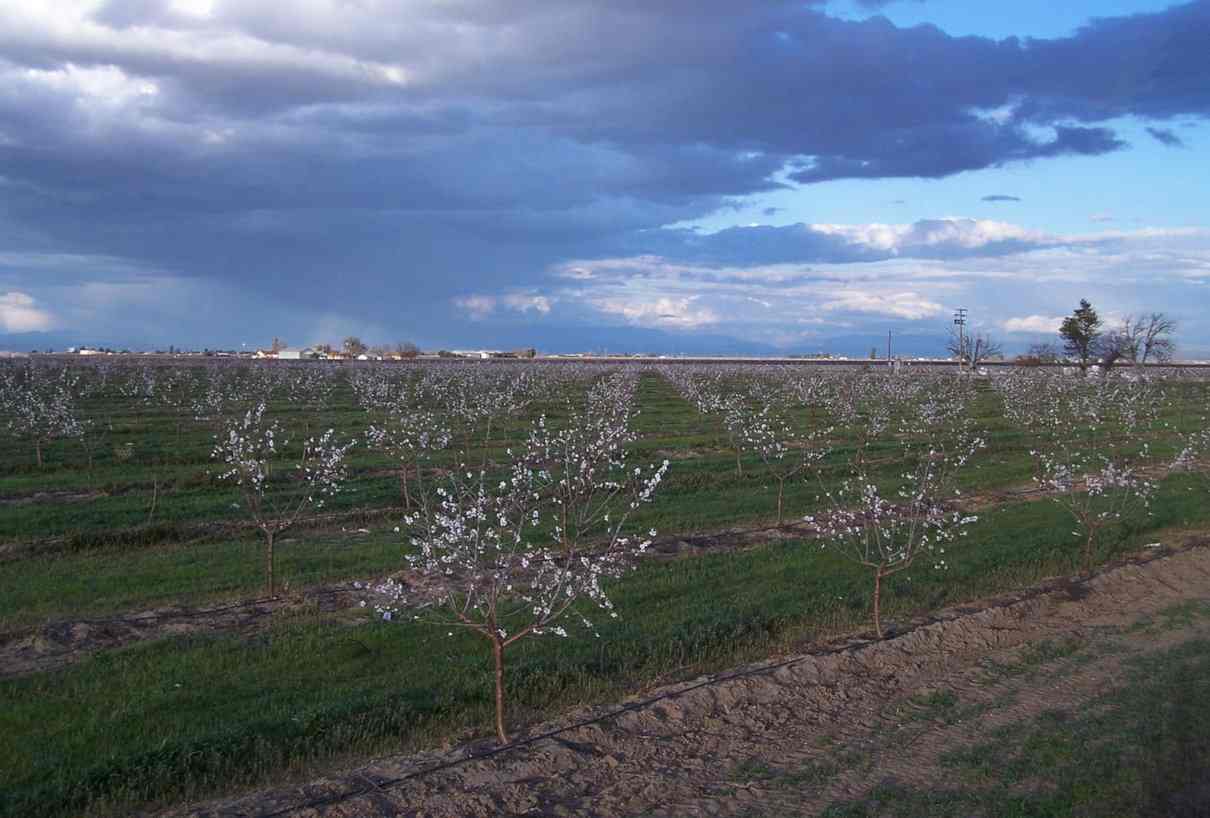 Almendro (Prunus dulcis): características, hoja, flor cultivo y cuidados. Almendras, propiedades y beneficios.