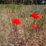 Amapola roja, Papaver rhoeas, características y propiedades amapola-roja-papaver-rhoeas