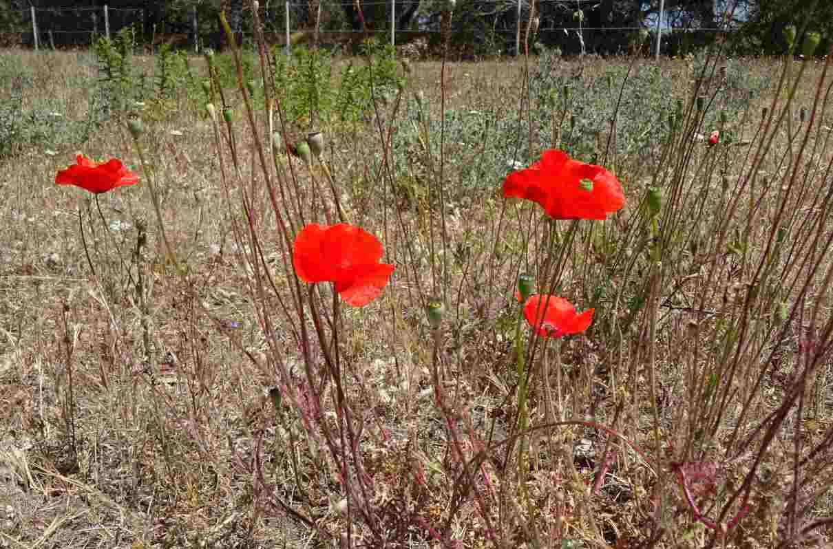 Amapola roja, Papaver rhoeas