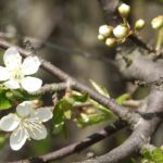 angiospermas-angiospermae