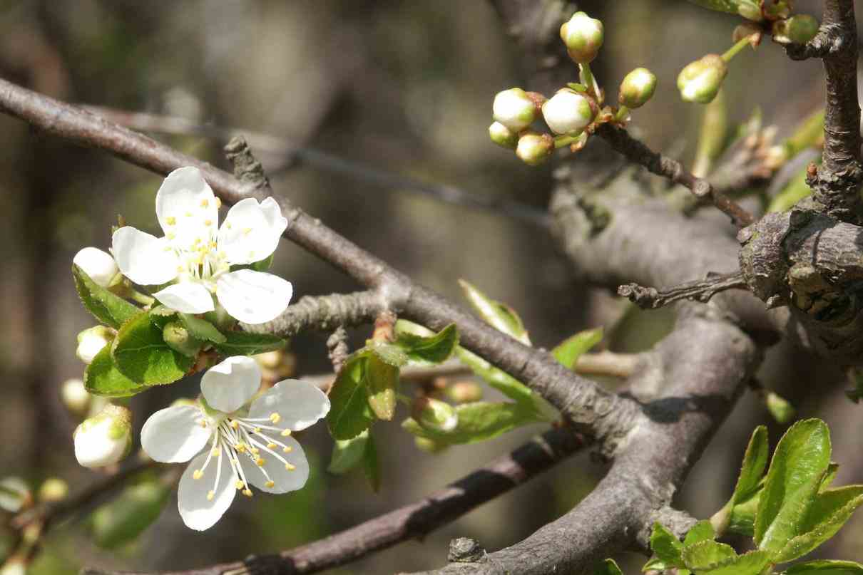 Angiospermas, Angiospermae