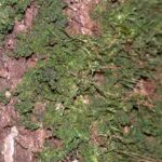 antoceros-anthocerotophyta