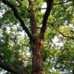 arboles-de-hoja-caduca