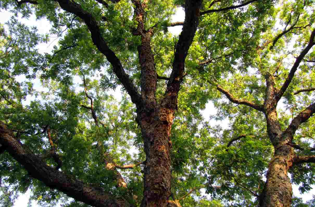 Árboles de hoja caduca, caducifolios