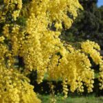 arboles-de-hoja-perenne