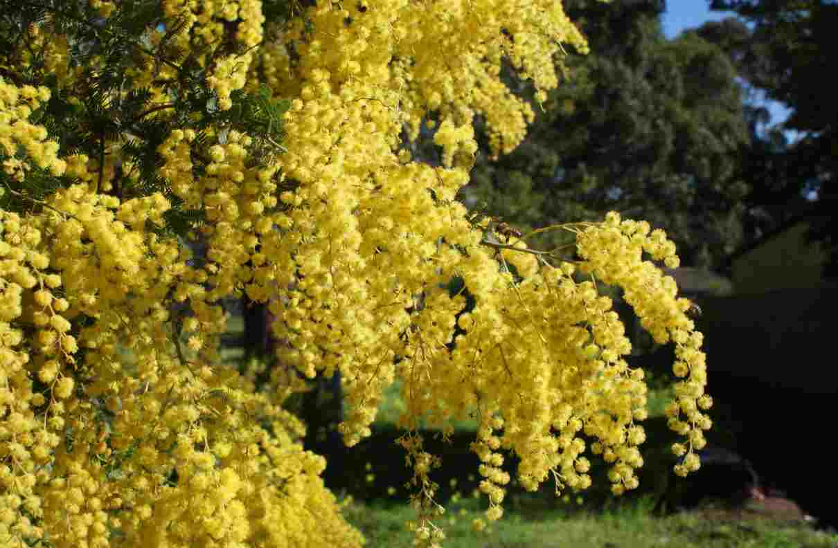 Árboles de hoja perenne