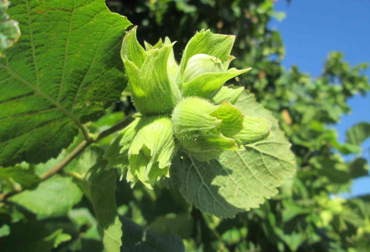 Avellano común (Corylus avellana), cultivo y poda. Avellanas, propiedades y beneficios