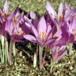 Azafrán (Croccus sativus), información, propiedades y cultivo azafran-croccus-sativus