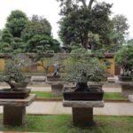 bonsai