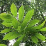 castaño-castanea-sativa