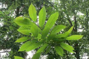 Castaño (castanea sativa), hoja, flor y fruto, cuidados. Castañas propiedades