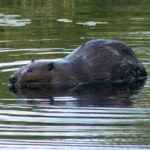 castor-americano-castor-canadensis