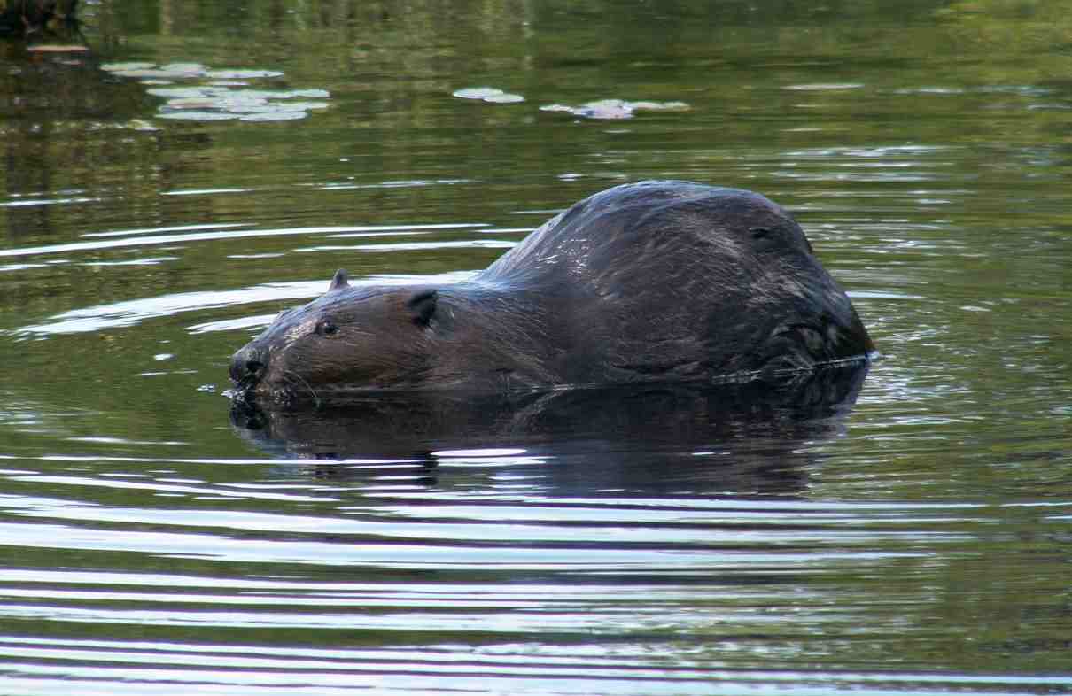 Castor americano, Castor canadensis, un constructor de madrigueras