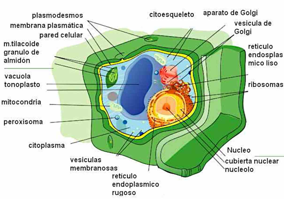 Célula vegetal, sus partes