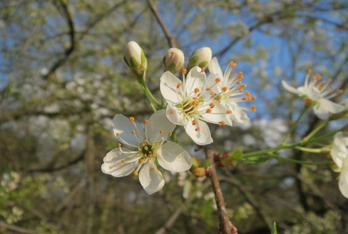 Cerezo, Prunus avium, características, hoja, flor, cuidados. Cereza, propiedades y variedades