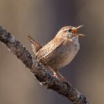 chochin-comun-troglodytes-troglodytes