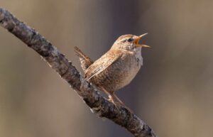Chochín común, Troglodytes troglodytes, un diminuto insectívoro