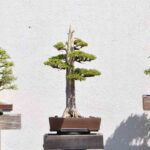 clasificacion-de-los-bonsais