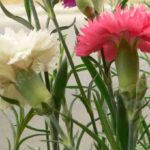 clavel-dianthus-caryophyllus