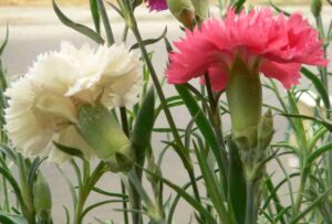 Clavel, Dianthus caryophyllus, características, cuidados y cultivo