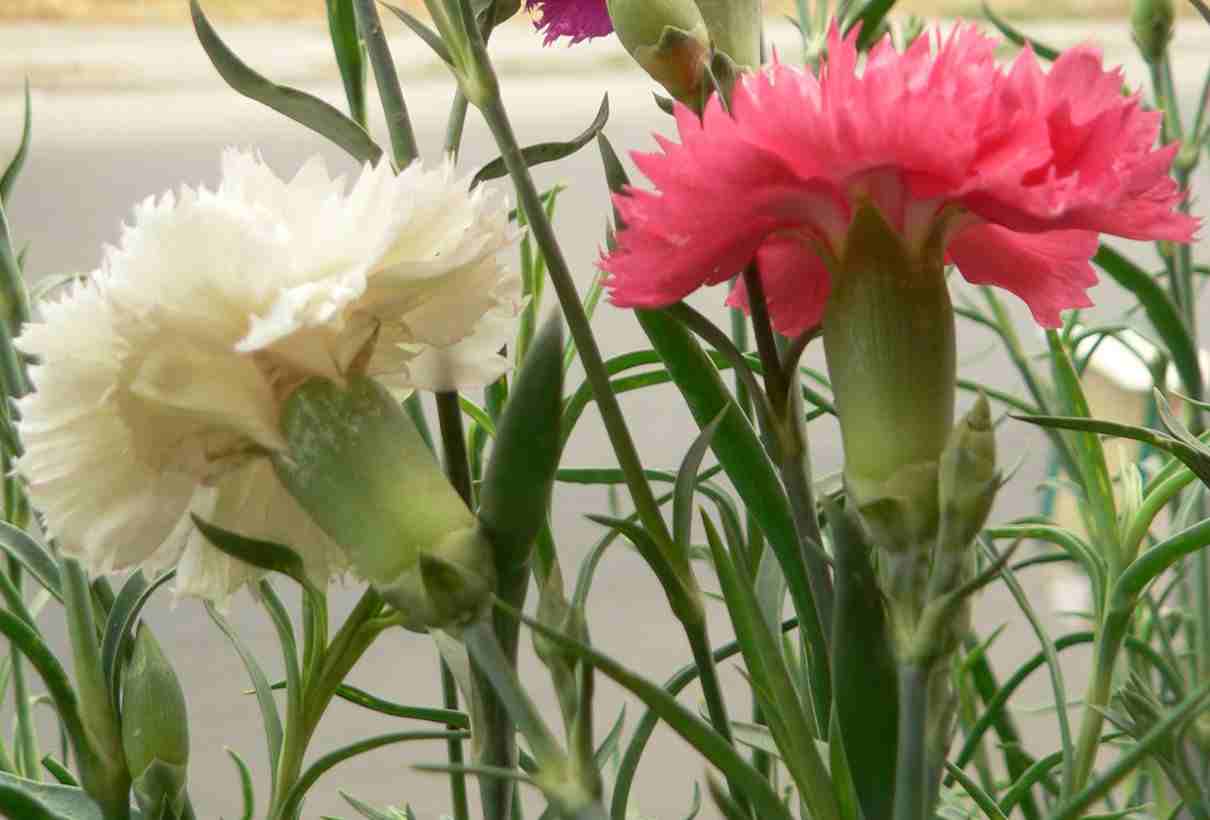 Clavel, Dianthus caryophyllus