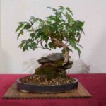 cuidados-del-bonsai