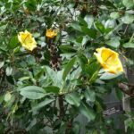 desarrollo-de-las-plantas