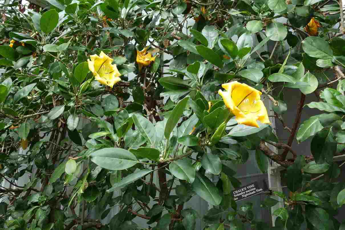 Desarrollo de las plantas, crecimiento, nutrición vegetal