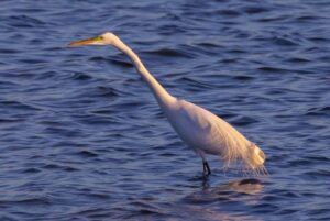 Desplazamiento de las aves, diferentes formas según hábitos