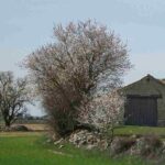 diferencias-arboles-arbustos-matas-subarbustos-hierbas