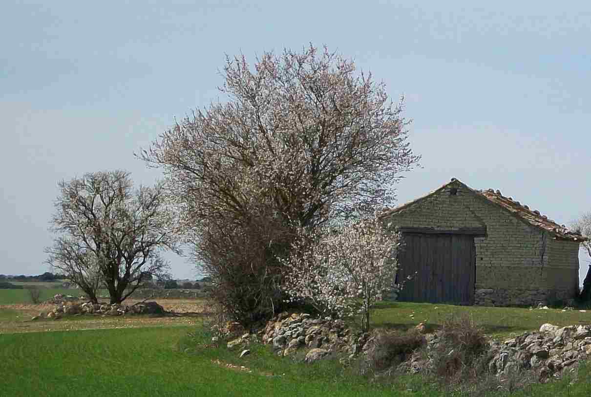 Diferencias entre árboles, arbustos, matas o subarbustos y hierbas
