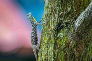 Dragón volador, Draco volans, y su peculiar forma de planear
