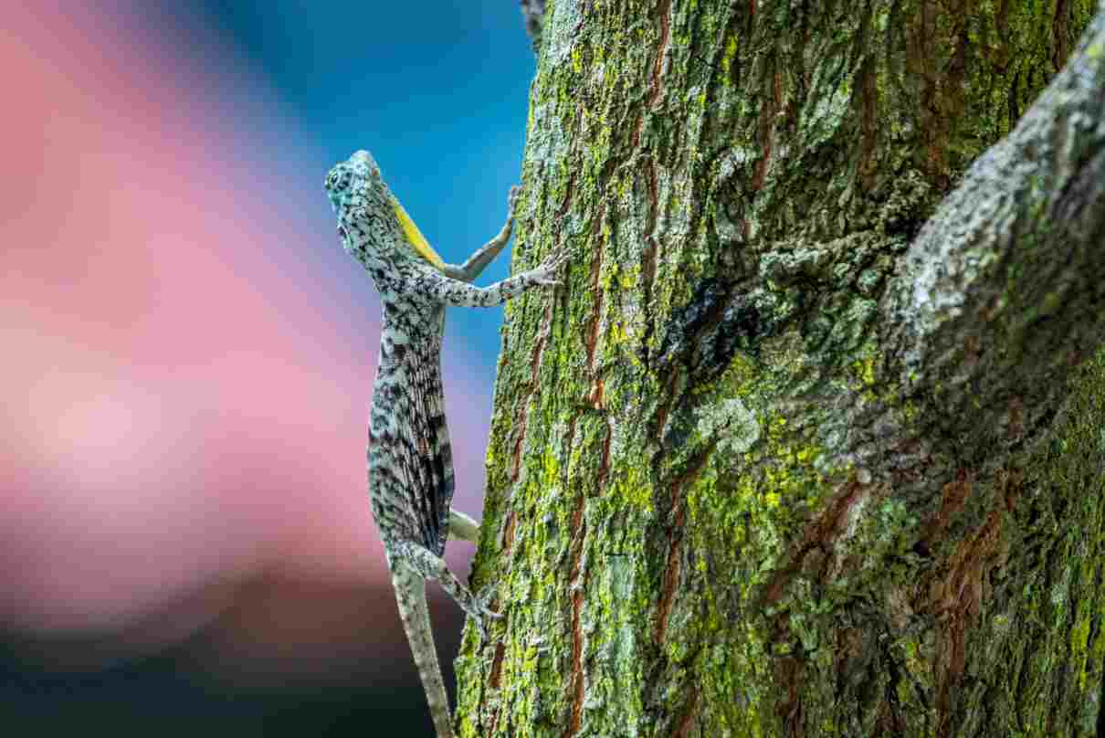 Dragón volador, Draco volans