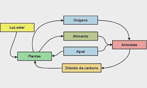 Ecosistema, definición, relaciones tróficas, interacciones y tipos