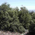 encina-quercus-ilex