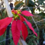 Flor de navidad (Pascua), poinsettia, Euphorbia pulcherrima flor-de-navidad-pascua-euphorbia-pulcherrima