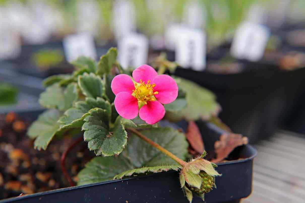 Fresa, características y cultivo de la planta. Propiedades del fruto. Variedades