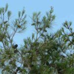 gimnospermas-gymnospermae