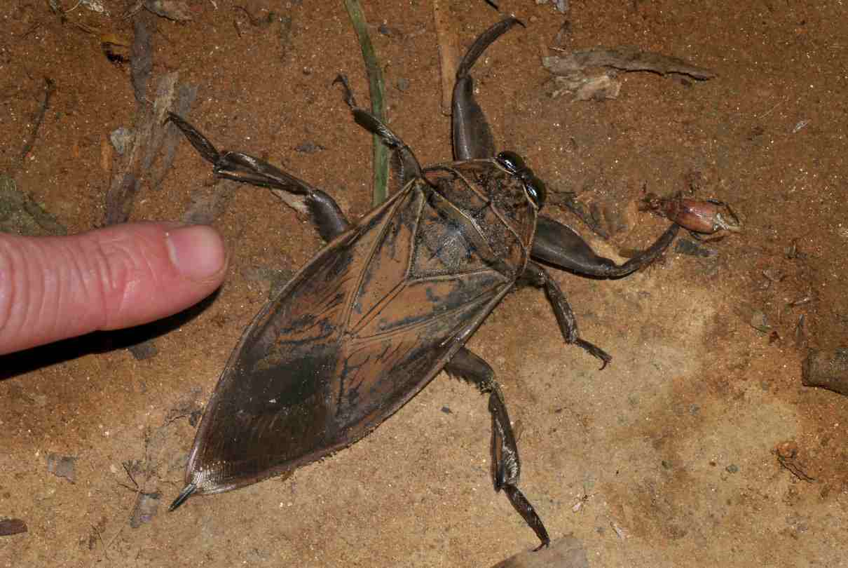 Los insectos más grandes del mundo