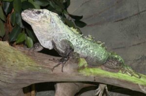 Lagartos (lacertilios), características, alimentación y reproducción