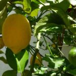 limonero-citrus-limon