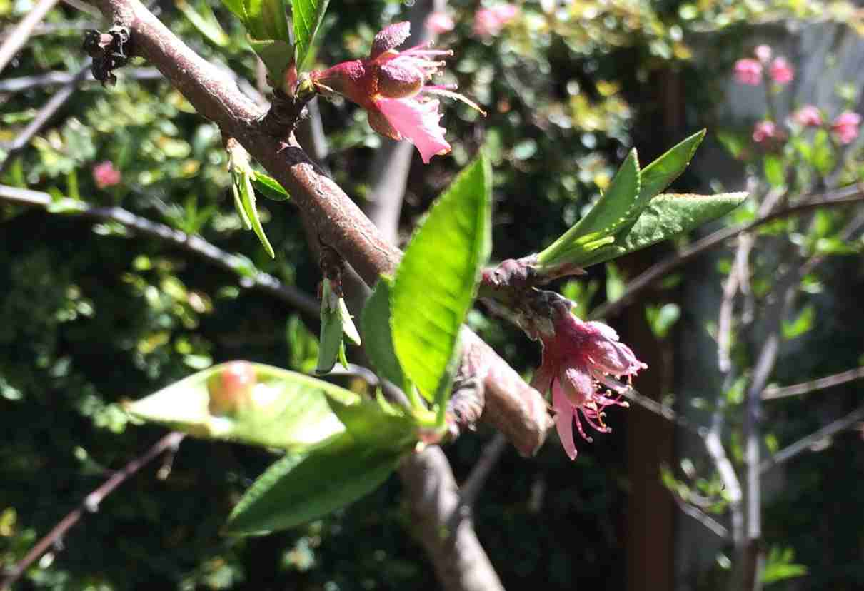Melocotón: características, variedades, propiedades. El melocotonero